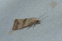 Cochylidia implicitana