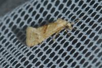 Cochylimorpha