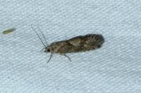 Zeiraphera griseana