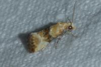Eupoecilia angustana