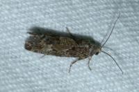 Zeiraphera griseana