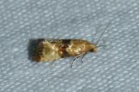 Eupoecilia angustana