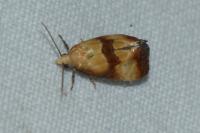 Eupoecilia sanguisorbana