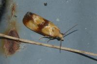 Eupoecilia sanguisorbana