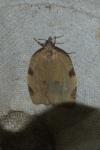 Lozotaenia forsterana