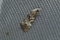Phtheochroa rugosana