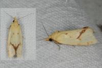 Agapeta hamana