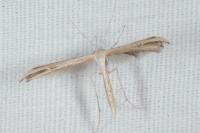 Emmelina monodactyla