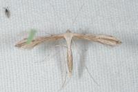Emmelina monodactyla