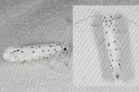 Yponomeuta