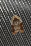 Acleris variegana