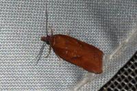 Acleris ferrugana/notana