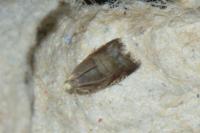 Strophedra nitidana