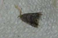 Strophedra nitidana