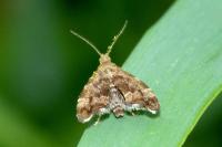 Anthophila fabriciana