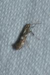 Calybites phasianipennella