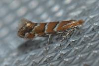 Cameraria ohridella