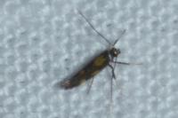 Euspilapteryx auroguttella