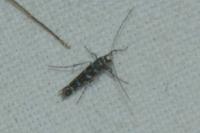Parectopa ononidis