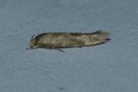 Mompha epilobiella