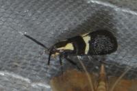 Dasycera oliviella