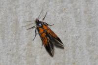 Schiffermuelleria schaefferella