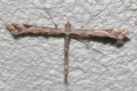Amblyptilia acanthadactyla