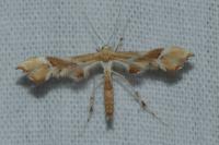 Cnaemidophorus rhododactylus