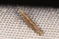 Plutella xylostella