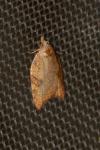 Acleris rhombana
