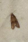 Celypha striana