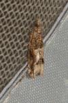 Crocidosema plebejana