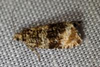 Celypha lacunana