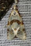 Aethes cnicana/rubigana