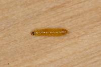 Stigmella glutinosae