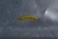 Stigmella glutinosae