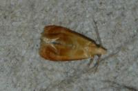 Gynnidomorpha rubricana