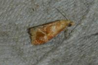 Gynnidomorpha rubricana
