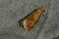 Gynnidomorpha rubricana