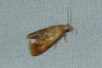 Gynnidomorpha rubricana