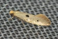 Tinea trinotella