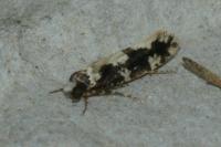 Neurothaumasia ankerella