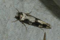 Neurothaumasia ankerella