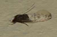 Trichophaga tapetzella