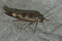 Scythris limbella