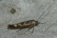 Scythris limbella