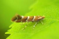 Cameraria ohridella