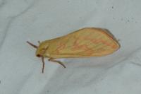 Hepialus humuli