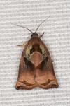 Archips podana