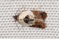 Acleris variegana